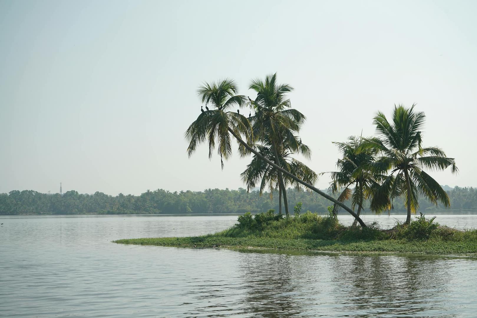 serene Kerala scene with cocnut trees and backwaters