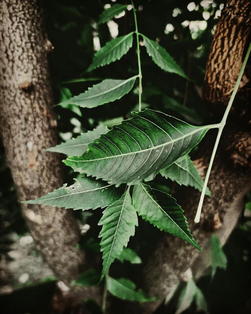 Neem leaves on bark